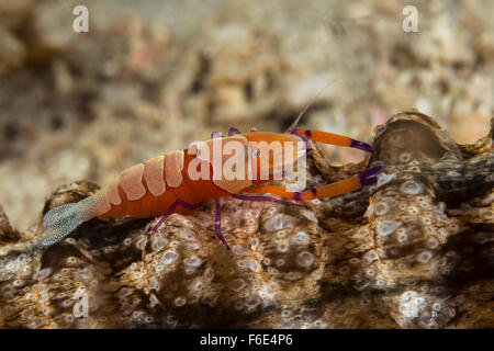 L'empereur la crevette sur le concombre de mer, Periclimenes imperator, Komodo, Indonésie Banque D'Images