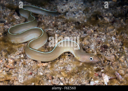 L'anguille du ruban blanc, Pseudechidna brummeri, Komodo, Indonésie Banque D'Images