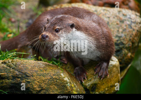 Loutre d'Europe (Lutra lutra), Basse-Saxe, Allemagne Banque D'Images