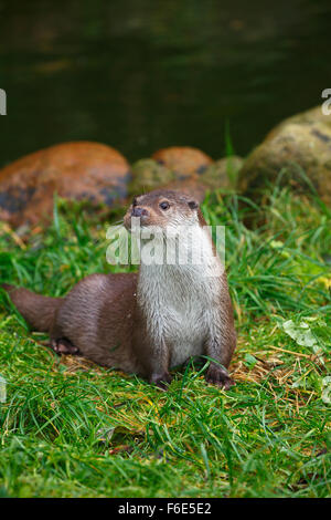 Loutre d'Europe (Lutra lutra), Basse-Saxe, Allemagne Banque D'Images