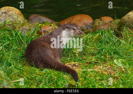 Loutre d'Europe (Lutra lutra), Basse-Saxe, Allemagne Banque D'Images