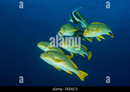 Groupe de gaterins, Ruban Plectorhinchus polytaenia, Komodo, Indonésie Banque D'Images