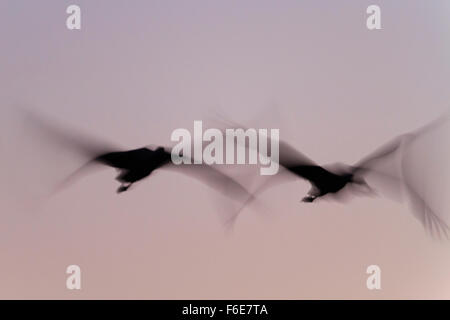 Grues cendrées (Grus grus) en vol qui se profile au crépuscule. Agamon Hula. Vallée de Hula. Israël. Banque D'Images
