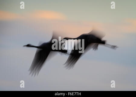Grues cendrées (Grus grus) en vol qui se profile au crépuscule. Agamon Hula. Vallée de Hula. Israël. Banque D'Images