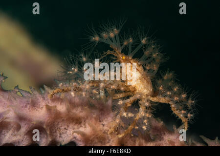 Crabe Décorateur hydroïdes transporter d'anémones, Hyastenus bispinosus, Sumbawa, Indonésie Banque D'Images