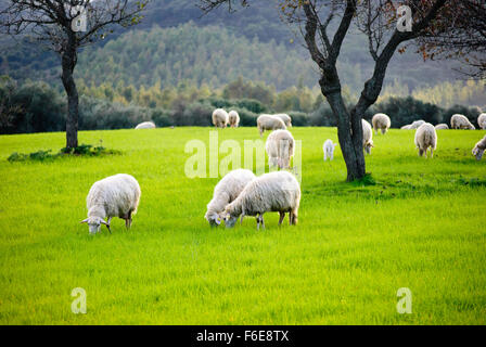 Des moutons paissant dans l'herbe verte Banque D'Images