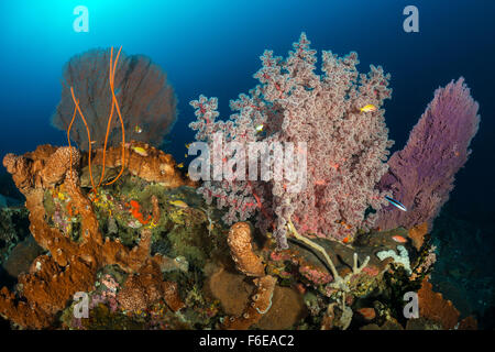Godeffroys en Corail Coral Reef, Siphonogorgia godeffroy, Misool, Raja Ampat, Indonésie Banque D'Images