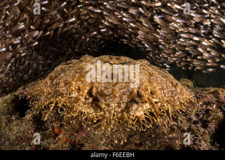 Entouré par les Pygmées Wobbegong à pampilles, Eucrossorhinus dasypogon balayeuses, Waigeo, Raja Ampat, Indonésie Banque D'Images