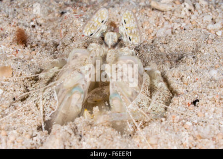 Mantis, crevette Lysiosquillina Spearing maculata, Waigeo, Raja Ampat, Indonésie Banque D'Images