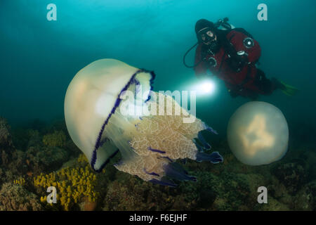 Méduse Rhizostome et Scuba Diver, Rhizostoma pulmo, Piran, Slovénie Banque D'Images