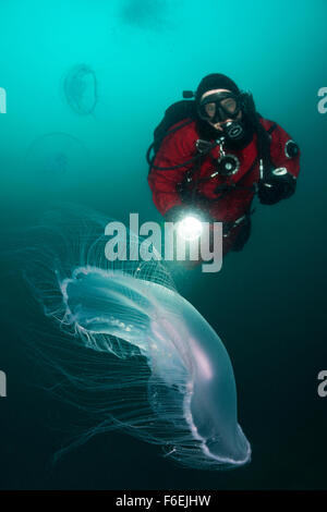 Lune, méduses Aurelia aurita, Piran, Slovénie Banque D'Images