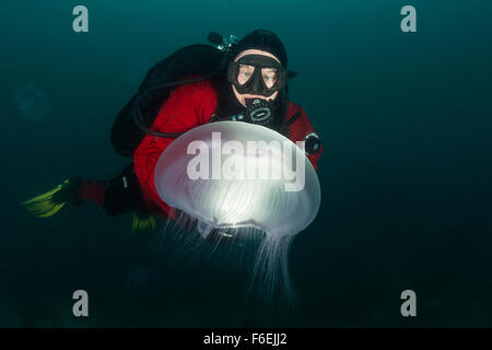 Lune, méduses Aurelia aurita, Piran, Slovénie Banque D'Images
