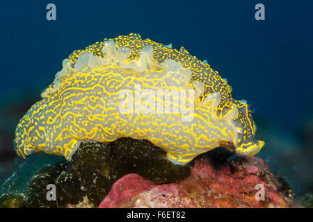 Violet-jaune, nudibranches Hypselodoris elegans, Bretagne, France Banque D'Images