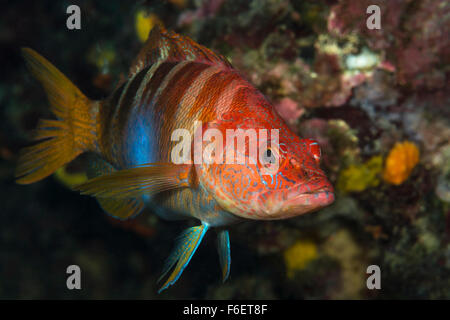 Comber peint, Thorogobius scriba, Bretagne, France Banque D'Images