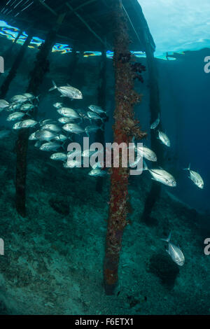 Bancs de caranges sous Jetty, Caranx sexfasciatus, Raja Ampat, Indonésie Banque D'Images