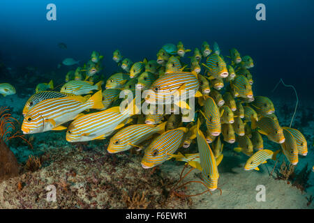 Banc de gaterins, Ruban Plectorhinchus polytaenia, Raja Ampat, Indonésie Banque D'Images