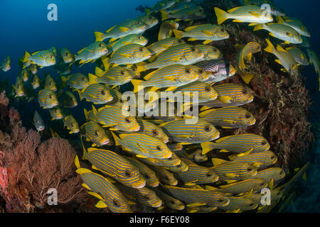 Banc de gaterins, Ruban Plectorhinchus polytaenia, Raja Ampat, Indonésie Banque D'Images