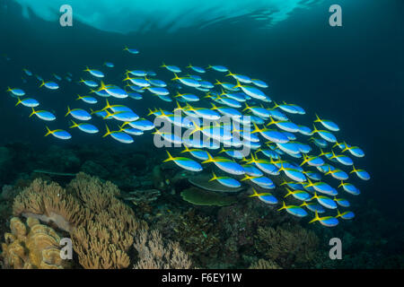 Yellowback Shaol de fusiliers, Caesio teres, Raja Ampat, Indonésie Banque D'Images