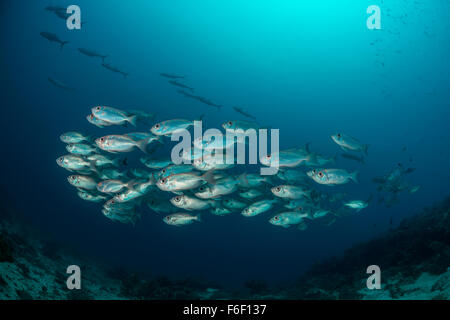 Banc de Moontail Priacanthus hamrur, obèse, Raja Ampat, Indonésie Banque D'Images