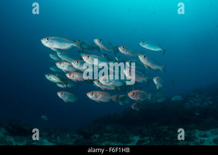 Banc de Moontail Priacanthus hamrur, obèse, Raja Ampat, Indonésie Banque D'Images