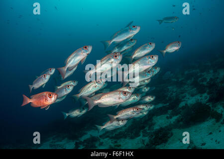 Banc de Moontail Priacanthus hamrur, obèse, Raja Ampat, Indonésie Banque D'Images