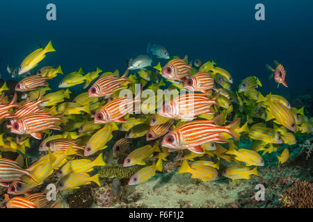 Banc de vivaneaux et d'Marignans rouge, Lutjanus quinquelineatus, Sargocentron rubrum, Raja Ampat, Indonésie Banque D'Images