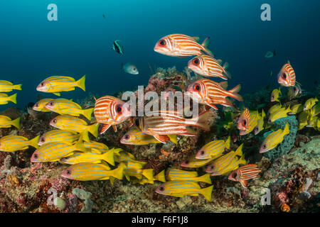 Banc de vivaneaux et d'Marignans rouge, Lutjanus quinquelineatus, Sargocentron rubrum, Raja Ampat, Indonésie Banque D'Images