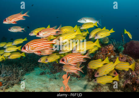 Banc de vivaneaux et d'Marignans rouge, Lutjanus quinquelineatus, Sargocentron rubrum, Raja Ampat, Indonésie Banque D'Images