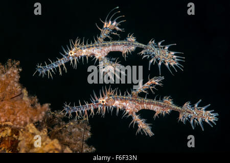Paire de syngnathes Arlequin Ghost, Solenostomus paradoxus, Ambon, Indonésie Banque D'Images