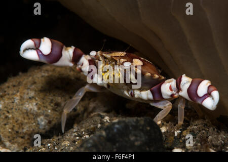 Crabe, Lissocarcinus arlequin laevis, Ambon, Indonésie Banque D'Images