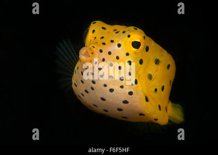 Juvenile Yellow Boxfish, Ostracion cubicus, Ambon, Indonésie Banque D'Images