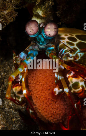 Crevettes Mantis avec œufs, Odontodactylus scyllarus, Ambon, Indonésie Banque D'Images