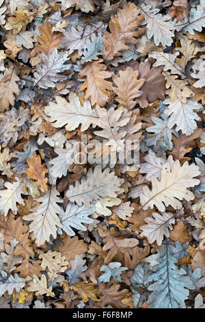 Mycena champignons surgit à la litière de feuilles de chêne à l'automne Banque D'Images