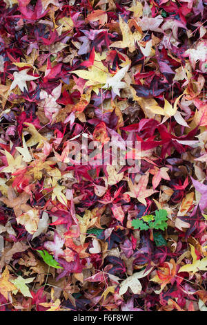 Liquidambar styraciflua Corky. Sweet Gum Tree feuilles à l'automne sur le terrain Banque D'Images