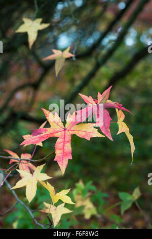 Liquidambar styraciflua Corky. Sweet Gum Tree feuilles en automne Banque D'Images