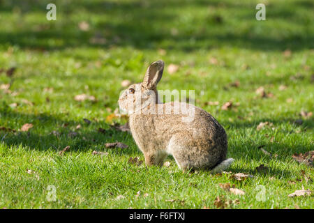 Lapin sur jardin pelouse - Orytolagus cuniculus Banque D'Images