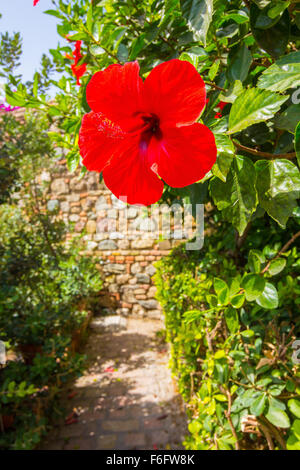 Belle fleur rouge Hibiscus Banque D'Images