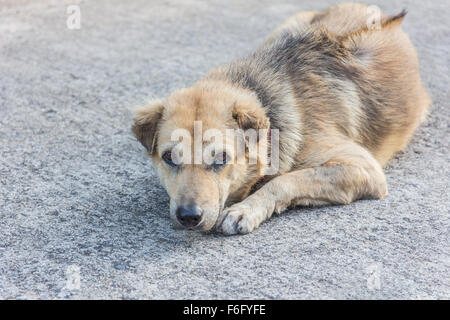 Chiens errants dormir dans la rue Banque D'Images