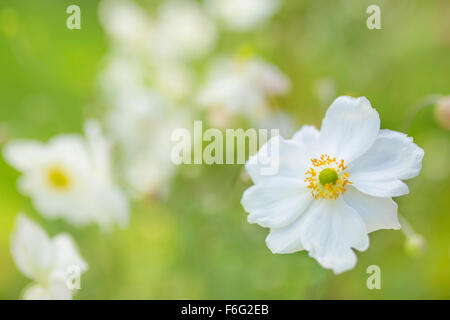 White anemone japonais. Banque D'Images