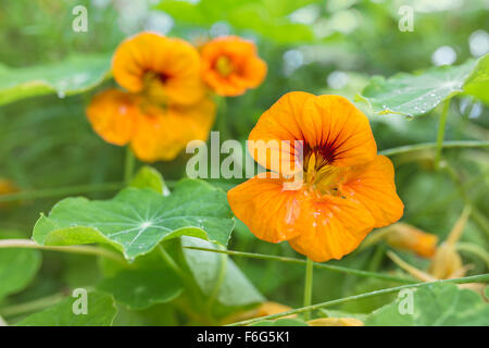 Fleurs de Capucines Orange. Banque D'Images