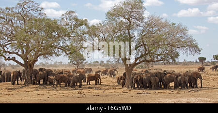 Grand troupeau d'éléphants à trou d'Loxodonta africana Kenya Tsavo East National Park Banque D'Images