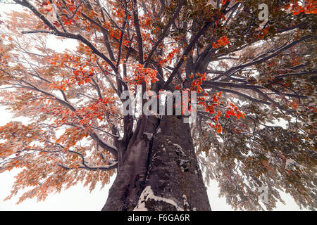 Les feuilles d'automne congelé sur le hêtre branche. Banque D'Images