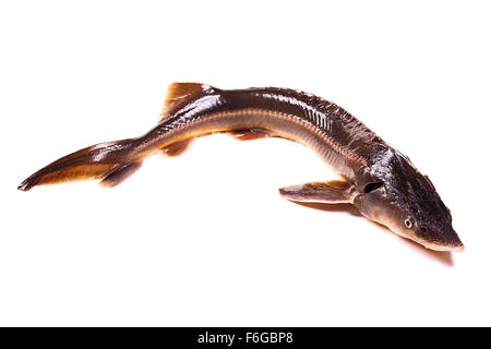 Petits poissons esturgeon frais isolé sur fond blanc. Starlette frais vient de prendre du poisson de l'eau. Banque D'Images