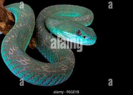 White-lipped island (Trimeresurus albolabris pitviper insularis) Banque D'Images