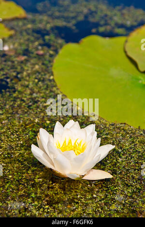 Belle fleur en fleur - white water lily sur un étang. (Nymphaea alba). Water Lily avec des feuilles vertes sur la lentille d'eau à l'été Banque D'Images