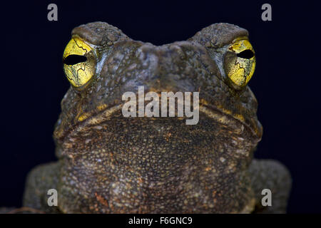 Crapaud de rivière géantes (Phrynoides aspera) Banque D'Images