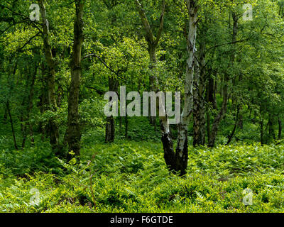 Les bouleaux d'argent dans un bois à Cannock Chase une zone de beauté naturelle exceptionnelle dans le Staffordshire England UK Banque D'Images