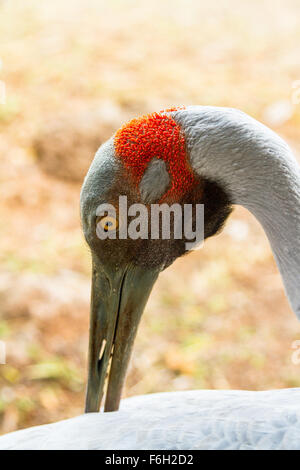 Ce portrait d'un Brolga a été prise dans le Nord du Queensland. Les beaux cheveux orange à l'arrière de sa tête se tient vraiment dehors. Banque D'Images