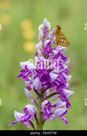 Gelbwuerfeliger Dickkopffalter, Carterocephalus palaemon, homme Checkered Skipper aux militaires d'orchidée Banque D'Images