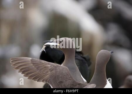 Un guillemot n'a juste pris un poisson et retourne à sa colonie, iles farne,UK Banque D'Images